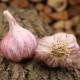Sadbový cesnak Slavin II - Allium sativum - paličiak - 1 balenie