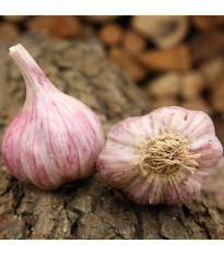 Sadbový cesnak Slavin II - Allium sativum - paličiak - 1 balenie
