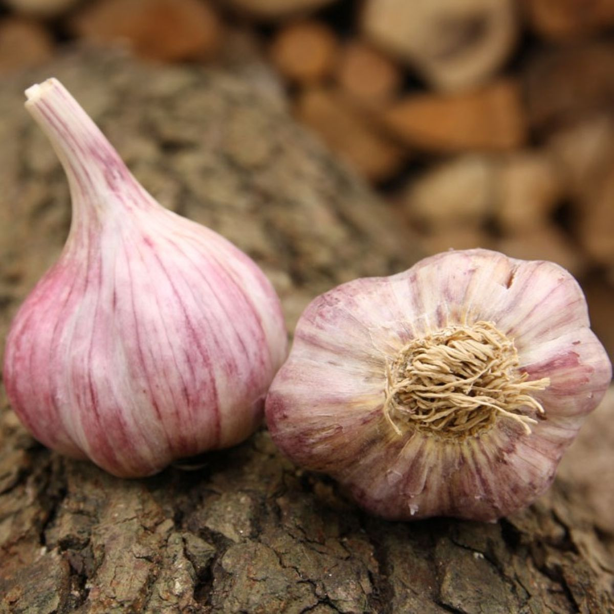 Sadbový cesnak Slavin II - Allium sativum - paličiak - 1 balenie