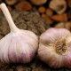 Sadbový cesnak Vekan paličiak - Allium sativum - 1 balenie