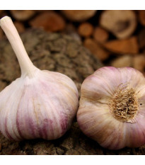Sadbový cesnak Vekan paličiak - Allium sativum - 1 balenie