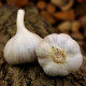 Sadbový cesnak Bjetin paličiak - Allium sativum - cibuľky cesnaku - 3 ks