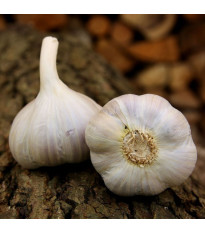 Sadbový cesnak Bjetin paličiak - Allium sativum - cibuľky cesnaku - 3 ks