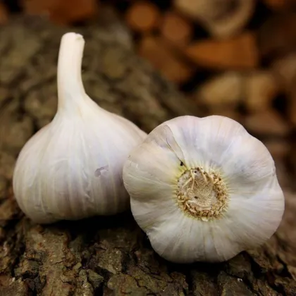 Sadbový cesnak Bjetin paličiak - Allium sativum - cibuľky cesnaku - 3 ks