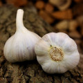 Sadbový cesnak Bjetin paličiak - Allium sativum - cibuľky cesnaku - 3 ks