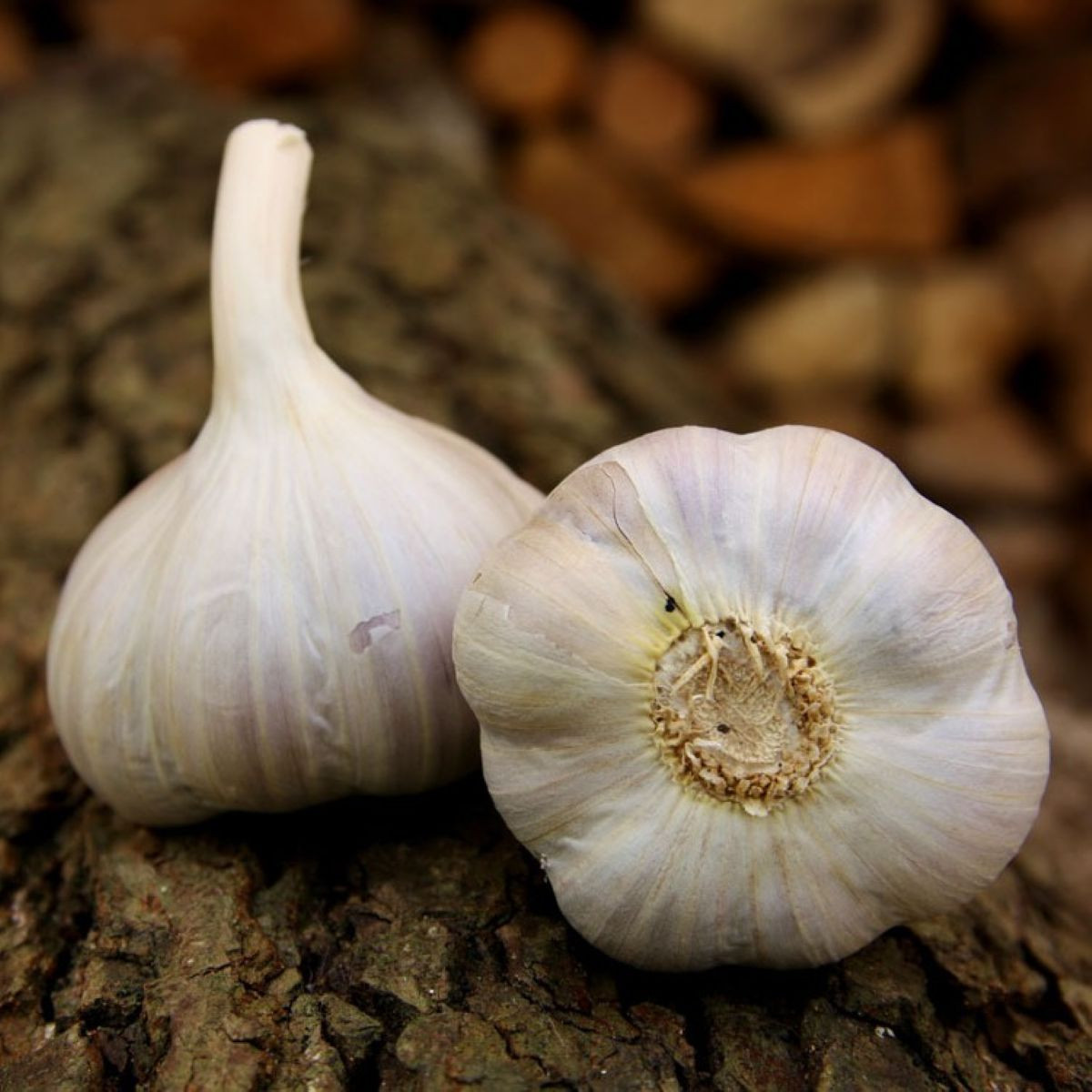 Sadbový cesnak Bjetin paličiak - Allium sativum - cibuľky cesnaku - 3 ks