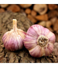 Sadbový cesnak Havran - Allium sativum - paličiak - 1 balenie