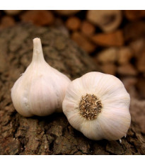 Sadbový cesnak Lukan - Allium sativum - nepaličiak - predaj cibulí cesnaku - 1 balenie