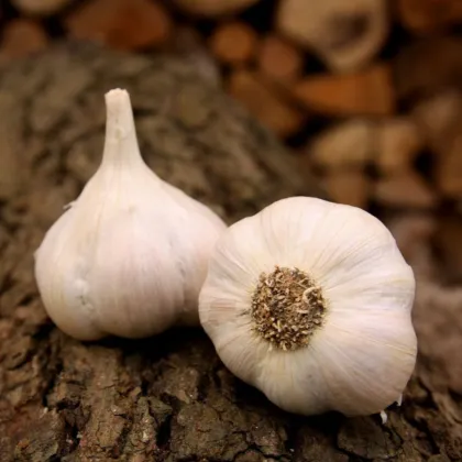 Sadbový cesnak Lukan - Allium sativum - nepaličiak - predaj cibulí cesnaku - 1 balenie