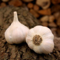 Sadbový cesnak Lukan - Allium sativum - nepaličiak - predaj cibulí cesnaku - 1 balenie