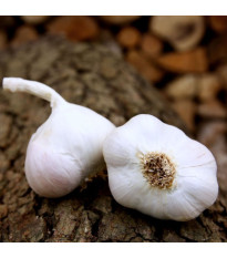 Sadbový cesnak Japo II - Allium sativum - nepaličiak - predaj cibulí cesnaku - 1 balenie