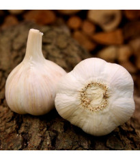 Sadbový cesnak Havel - Allium sativum - paličiak - 1 balenie