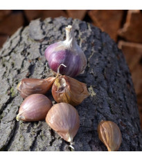 Sadbový cesnak Janko - Allium sativum - paličiak - 1 balenie
