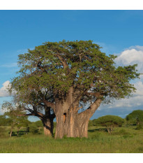Baobab africký -  Adansonia digitata - semená - 6 ks