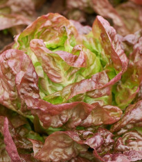 Šalát rímsky Galba - Lactuca sativa var. longifolia - predaj semien - 200 ks