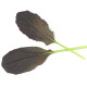 Mizuna Red Empire F1 - Brassica rapa var. japonica - predaj semien - 400 ks