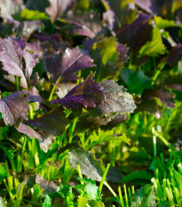 Mizuna Red Empire F1 - Brassica rapa var. japonica - predaj semien - 400 ks