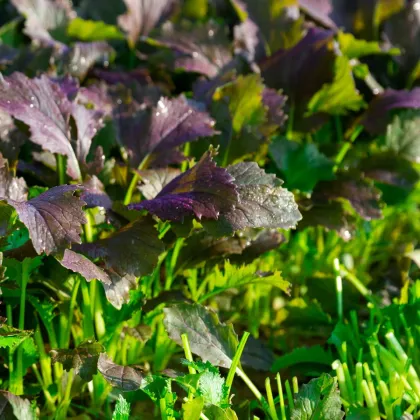 Mizuna Red Empire F1 - Brassica rapa var. japonica - predaj semien - 400 ks