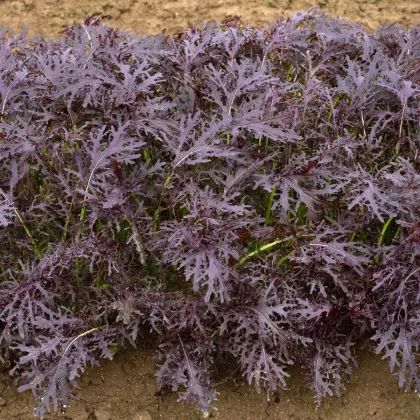 BIO Horčica Moutarde Rouge Metis - Brassica juncea - predaj bio semien horčica - 100 ks