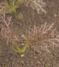 Horčica červená Red Frills - Brassica juncea - semená ázijskej zeleniny - 300 ks