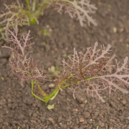 Horčica červená Red Frills - Brassica juncea - semená ázijskej zeleniny - 300 ks
