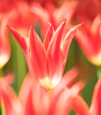 Tulipán Aladdin – ľaliokvetá odroda Tulipa