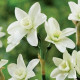 Narcis Polar Hunter – viackvetý narcis – 3 ks