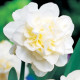 Narcis Obdam – plnokvetý biely narcis – cibule
