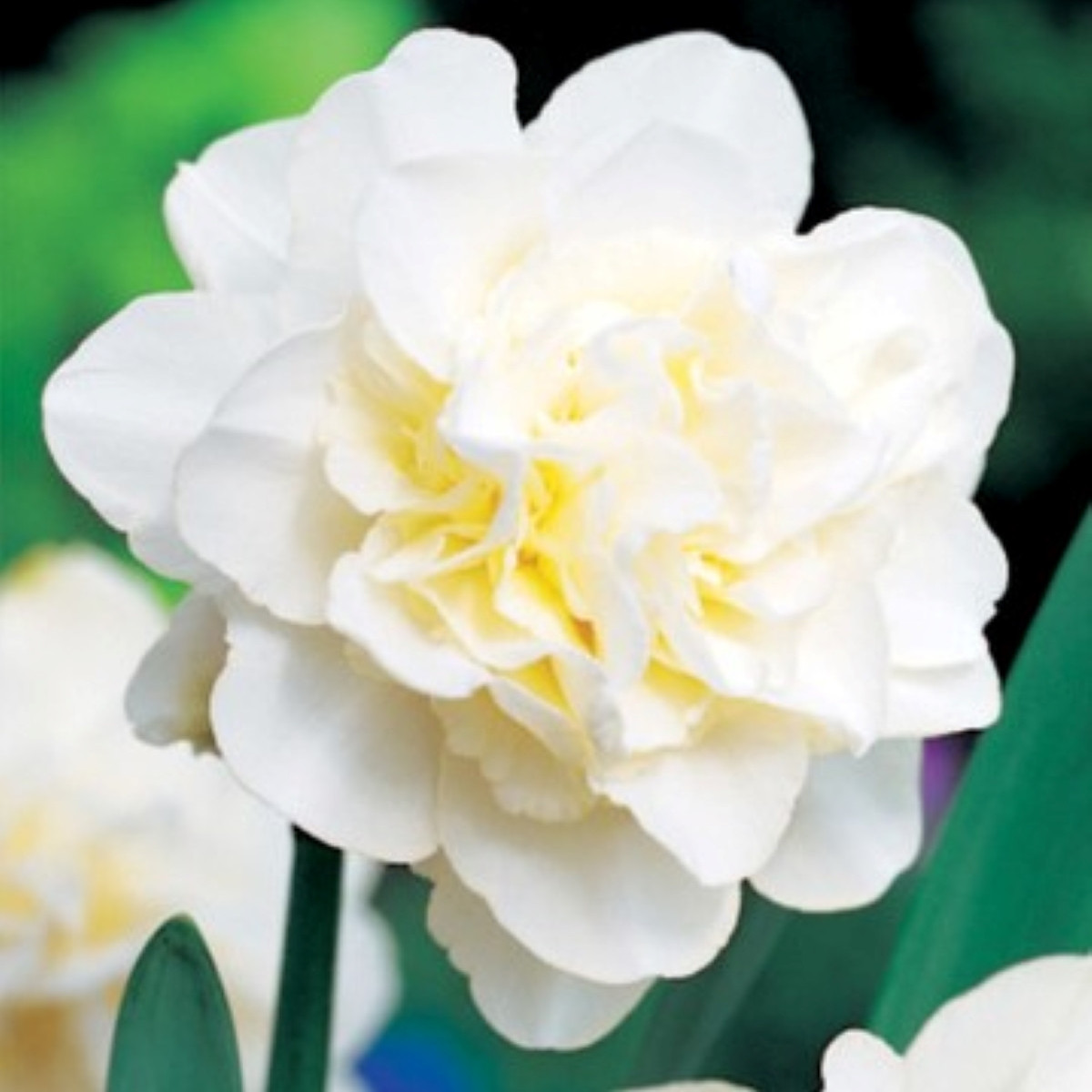 Narcis Obdam – plnokvetý biely narcis – cibule
