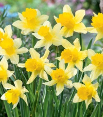 Narcis Lobularis – Narcissus – cibuľky narcisov