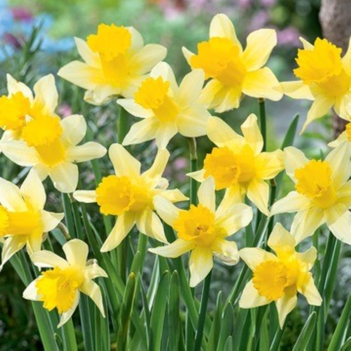 Narcis Lobularis – Narcissus – cibuľky narcisov