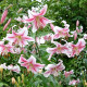 Ľalia Anastasia – orientálny hybrid Lilium