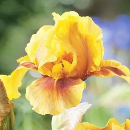 Golden Muffin – kosatec nemecký Iris germanica – hľuzy