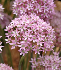 Cesnak Pink Jewel – Allium – okrasný cesnak – cibuľky