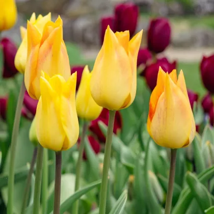 Tulipán Moonblush – ľaliokvetá odroda Tulipa