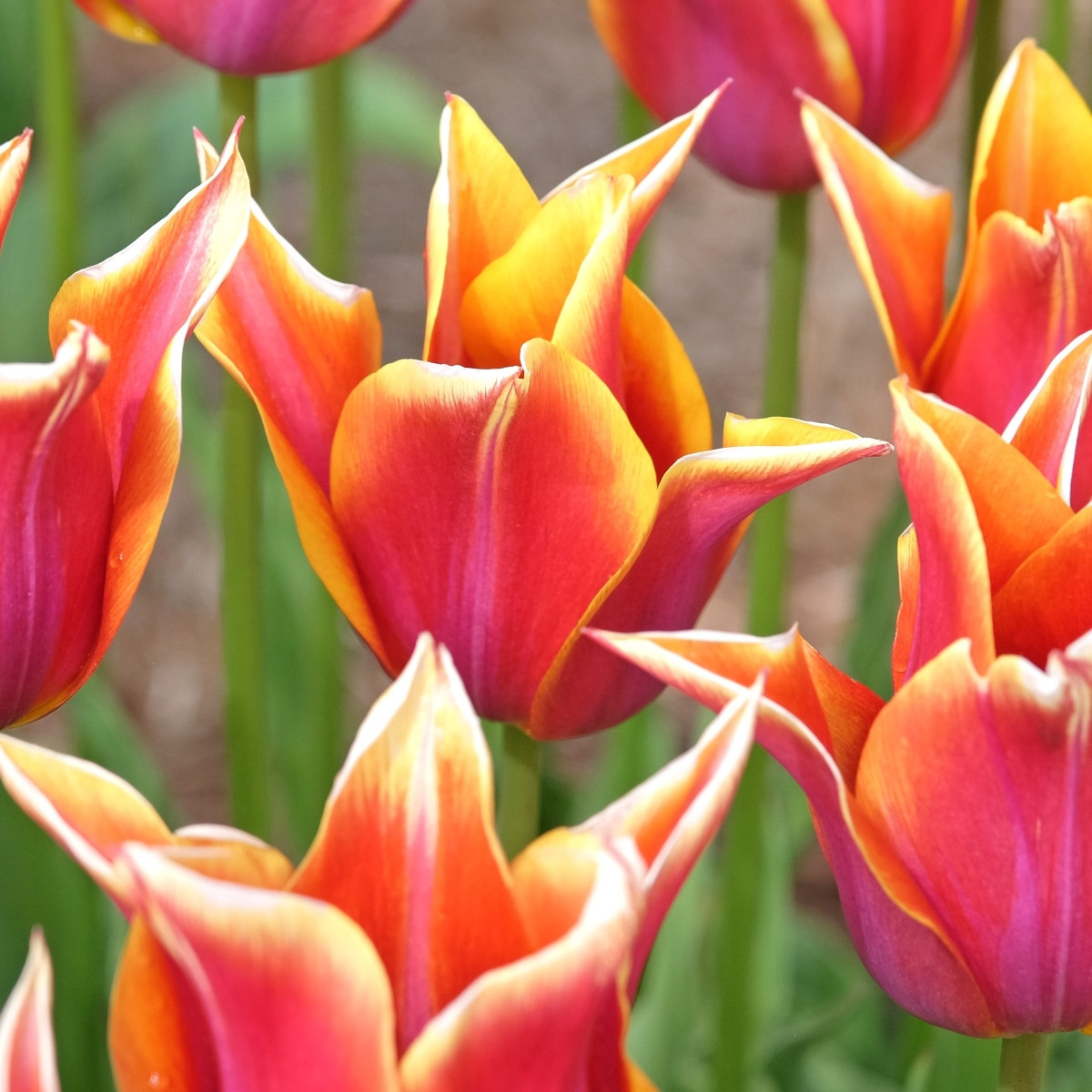 Tulipán Sonnet – elegantná ľaliokvetá odroda
