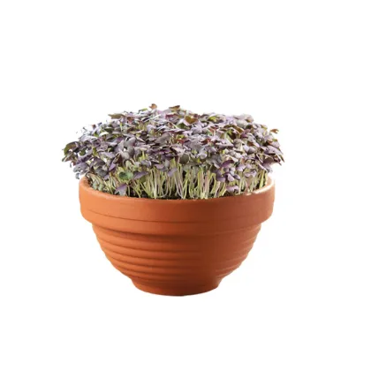 Buzzy Microgreens – Červená mizuna v terakotovej miske