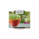 Buzzy Microgreens Tatsoi v terakotovej miske – Pieterpik