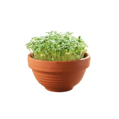 Buzzy Microgreens Tatsoi v terakotovej miske – Pieterpik
