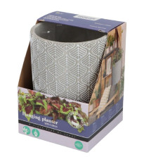 Súprava na pestovanie africkej žihľavy Buzzy House Plants