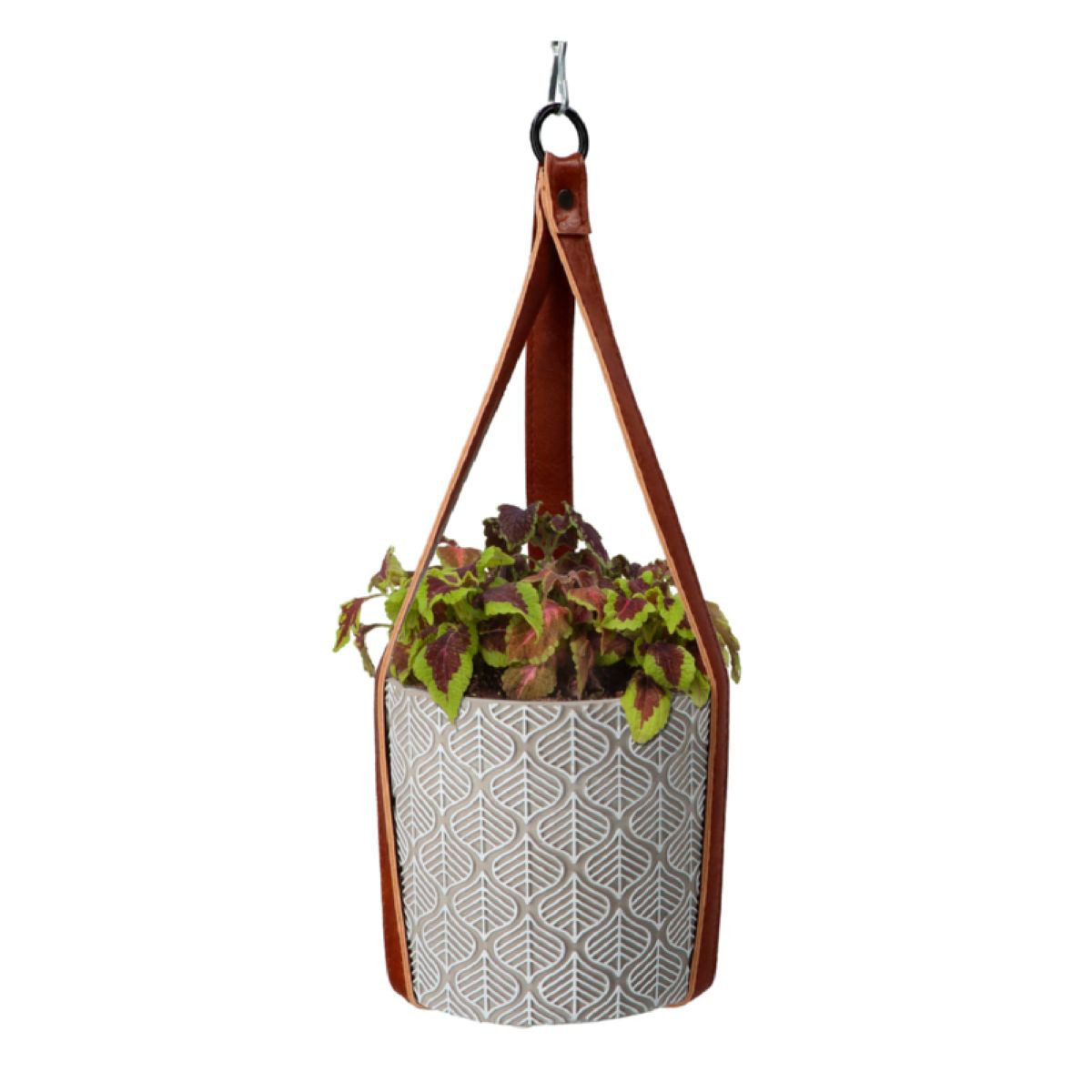 Súprava na pestovanie africkej žihľavy Buzzy House Plants