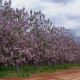 Paulovnia Kirl - Paulownia - semiačka - 15 ks