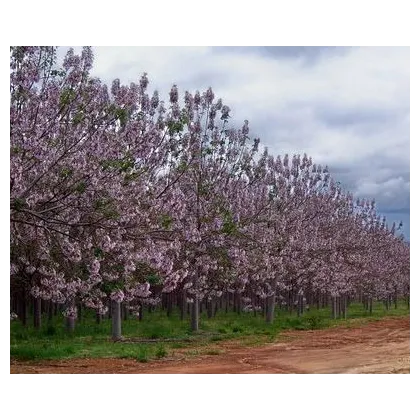 Paulovnia Kirl - Paulownia - semiačka - 15 ks