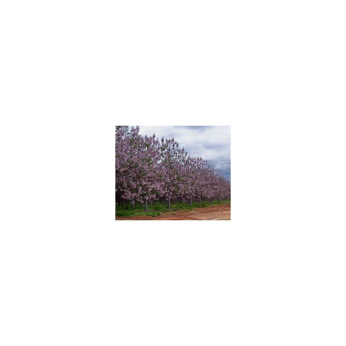 Paulovnia Kirl - Paulownia - semiačka - 15 ks