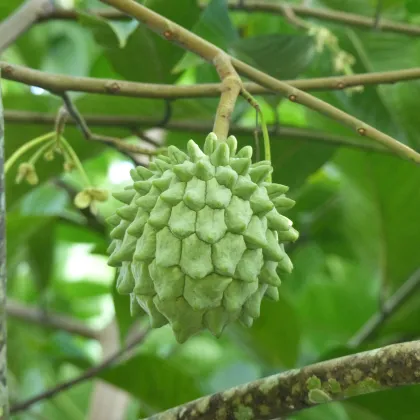 Rollinia deliciosa - semiačka - 3 ks