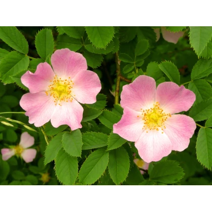 Ruža šípová - Rosa canina - semiačka - 5 ks