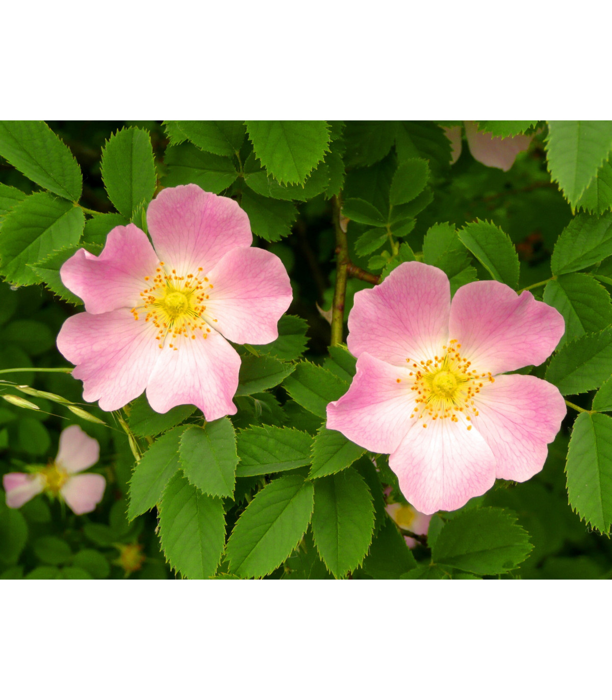 Ruža šípová - Rosa canina - semiačka - 5 ks