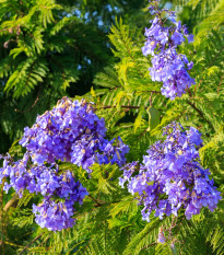 Žakaranda mimózolistá - Jacaranda mimosifolia - semiačka - 6 ks