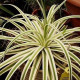 Agáve - Agave bracteosa - semiačka - 10 ks