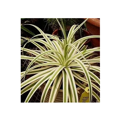 Agáve - Agave bracteosa - semiačka - 10 ks